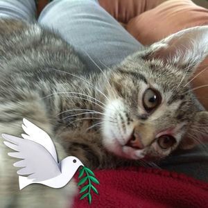 Meet your Posher, Rhonda